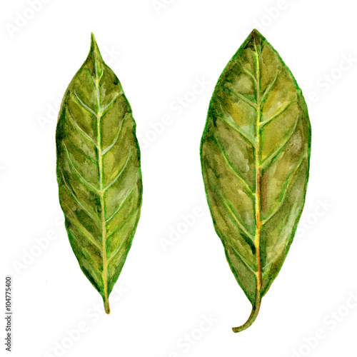 Bay leaf watercolor illustration on the white background