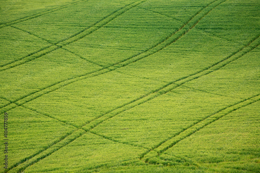 Campo di grano con linee