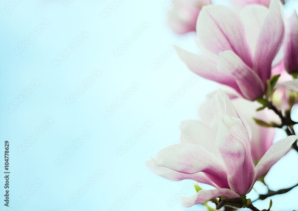 magnolia flowers on a background of blue sky