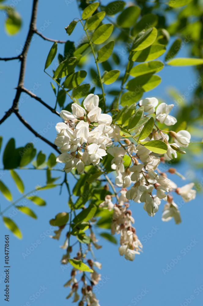 Obraz premium Acacia locust