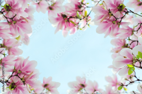 magnolia flowers on a background of blue sky