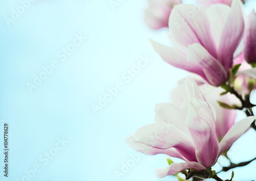 magnolia flowers on a background of blue sky