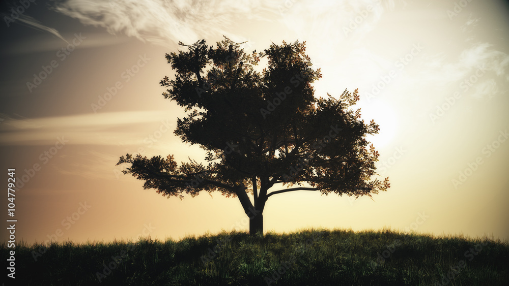 Lonely Tree on Summer Field in the Sunset Sunrise Lonely Tree on Summer Field in the Sunset Sunrise