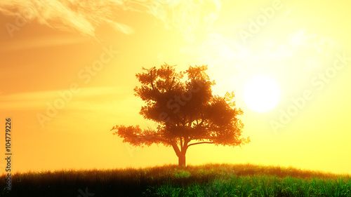Photos Lonely Tree on Summer Field in the Sunset Sunrise