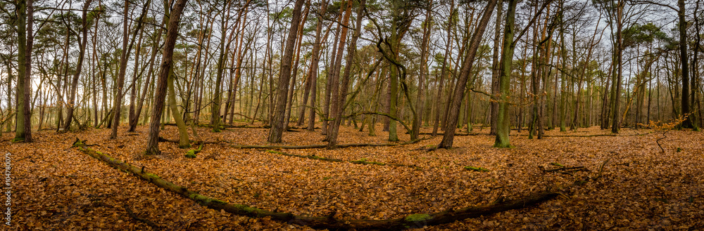 Obraz premium Waldweg