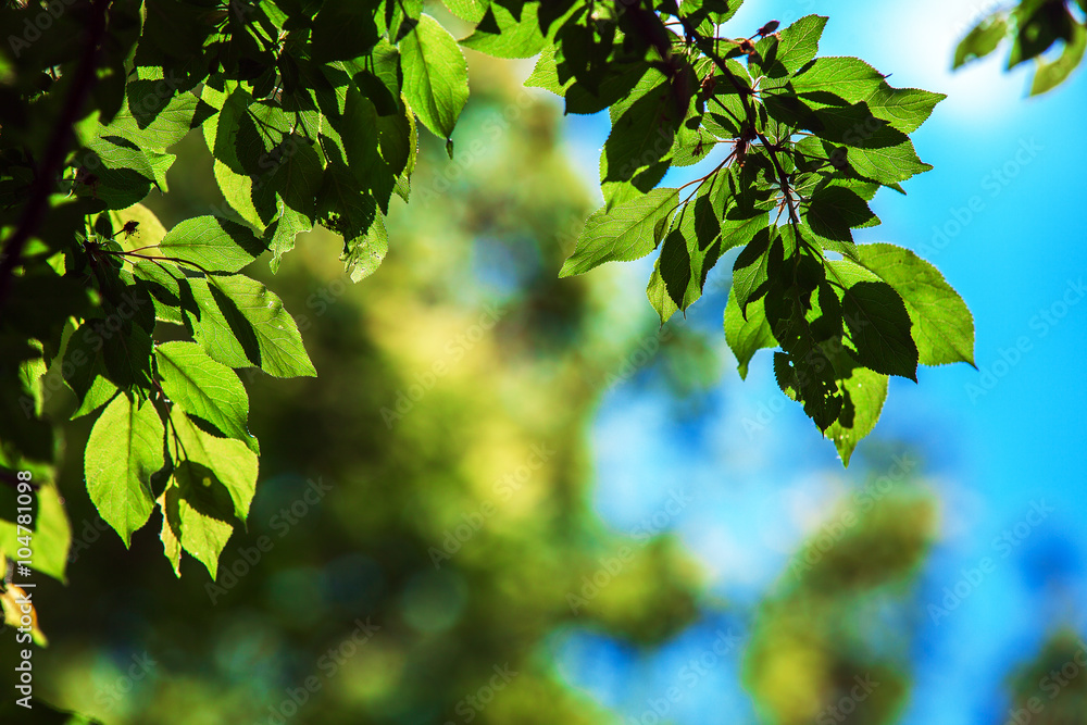 forest trees leaf. nature green wood sunlight backgrounds forest trees leaf. nature green wood sunlight backgrounds