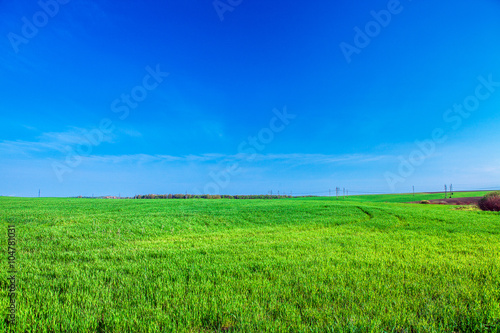 Beatiful morning green field with blue heaven