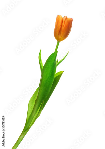 Orange tulip on a white background #104781059