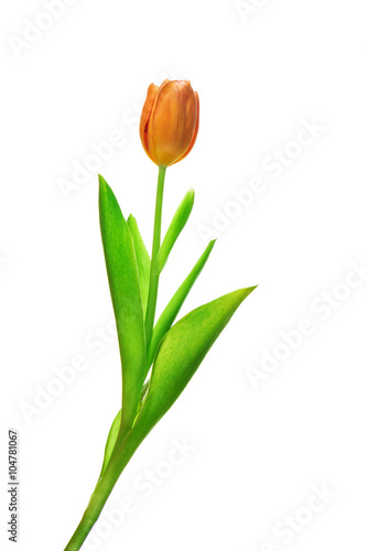 Orange tulip on a white background