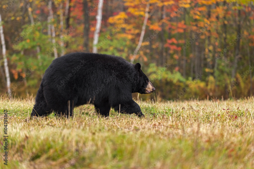 Black Bear (Ursus americanus) Walks Right in Autumn Colors
