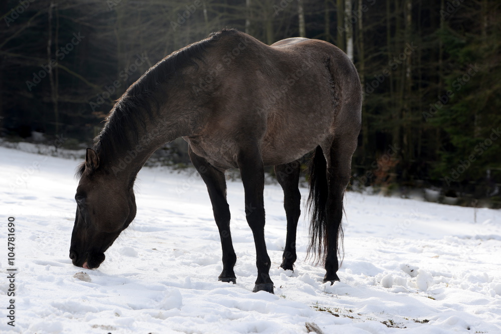 Fototapeta premium Beauty, Quarter Hoese in the snow