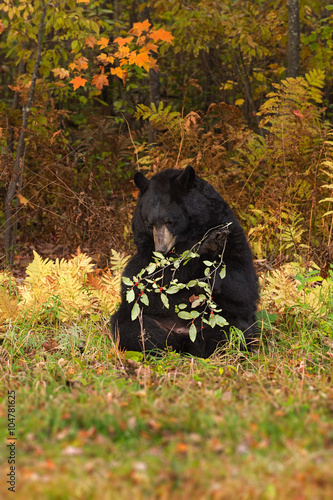 Adult Female Black Bear (Ursus americanus) Gnaws on Berried Bran