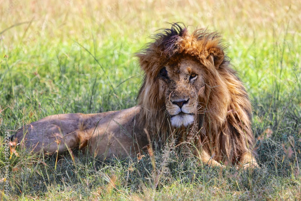 portrait of a the lion named scarface at the masai mara national park kenya africa portrait of a the lion named scarface at the masai mara national park kenya africa