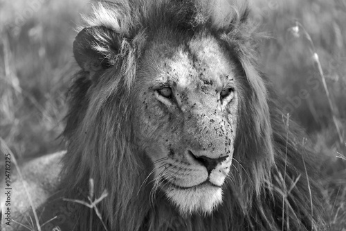 Fototapeta Naklejka Na Ścianę i Meble -  portrait of a lion at the masai mara national park kenya africa