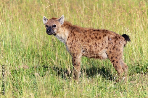 young spotted hyena at the masai mara national park kenya