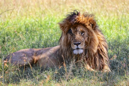 Fototapeta Naklejka Na Ścianę i Meble -  portrait of a the lion named scarface at the masai mara national park kenya africa