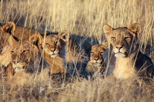 pride of lions resting at etosha national park namibia africa
