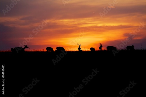 sunset with animals at the masai mara national park kenya africa © photogallet