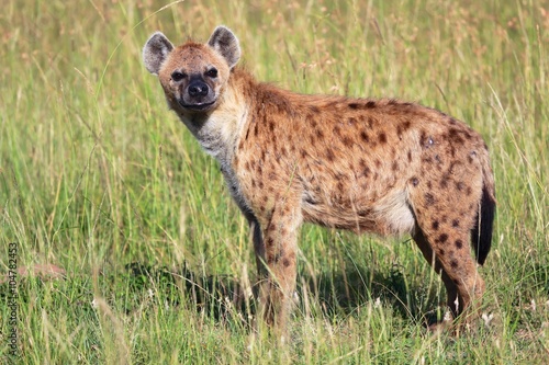 young spotted hyena at the masai mara national park kenya africa