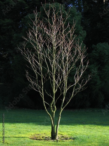 Sapling tree highlighted by the sun against a dark background