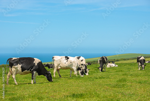Wallpaper Mural Grazing Dairy Cows Torontodigital.ca