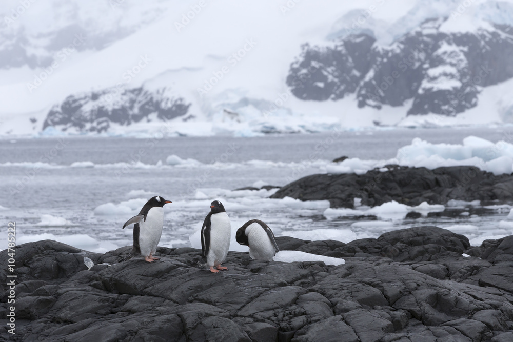 Obraz premium Gentoo Penguins at Paradise Harbour, Antarctica. 