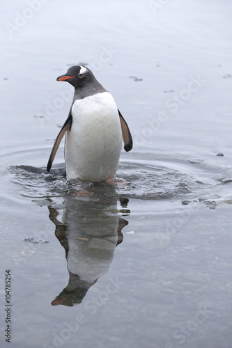 Gentoo Penguin at Paradise Harbour  Antarctica. 