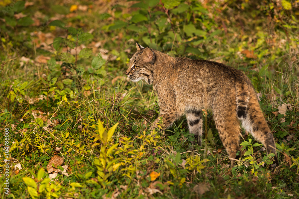Obraz premium Bobcat (Lynx rufus) Walks Left Through Grass