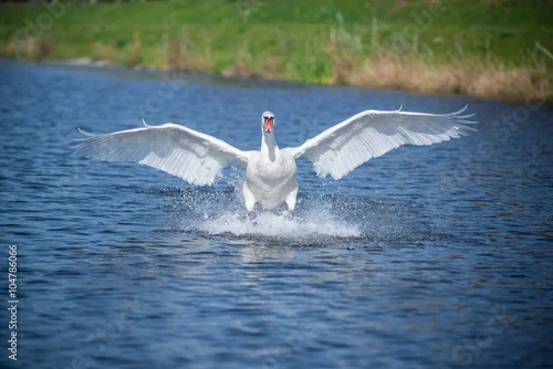 Fototapeta swan landing
