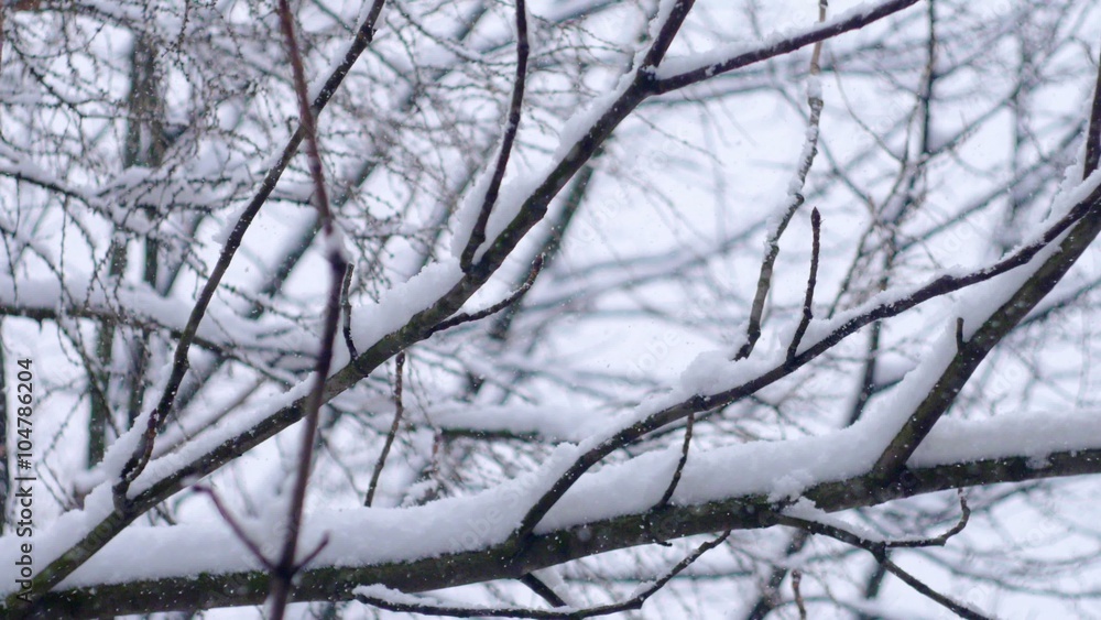 Slanting snow falls on background of tree crown in winter day Slanting snow falls on background of tree crown in winter day
