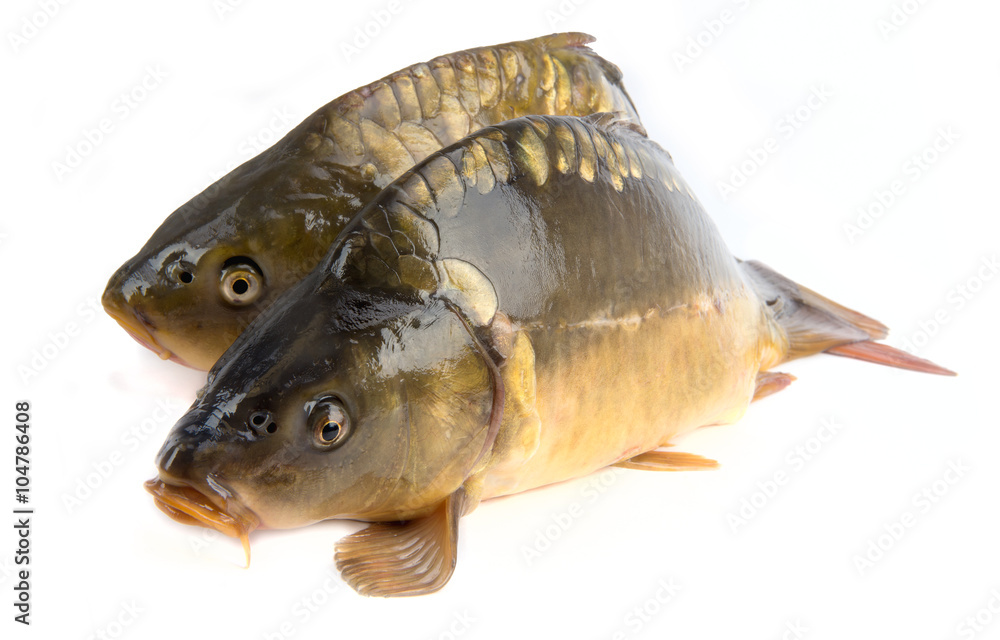 mirror carp - weighing 3 pounds of fish mirror carp - weighing 3 pounds of fish