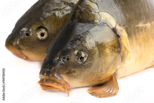Fototapeta Naklejka Na Ścianę i Meble -  mirror carp - weighing 3 pounds of fish