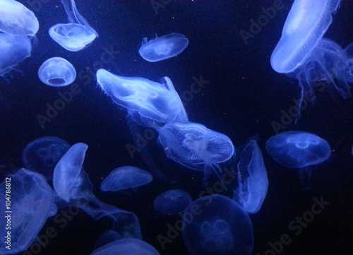 Jelly fish in the dark, blurry, background