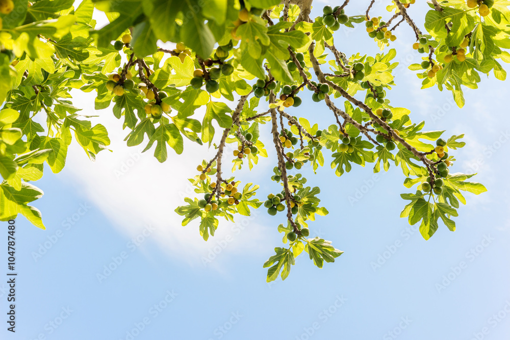 Green fig fruits on branches with green leafs Green fig fruits on branches with green leafs