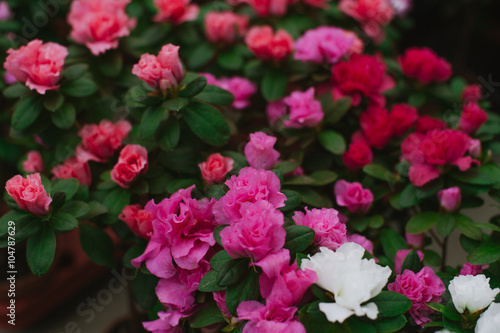 Blooming red and pink rhododendron