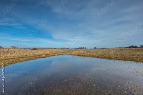 Early springtime on meadow near wetlands