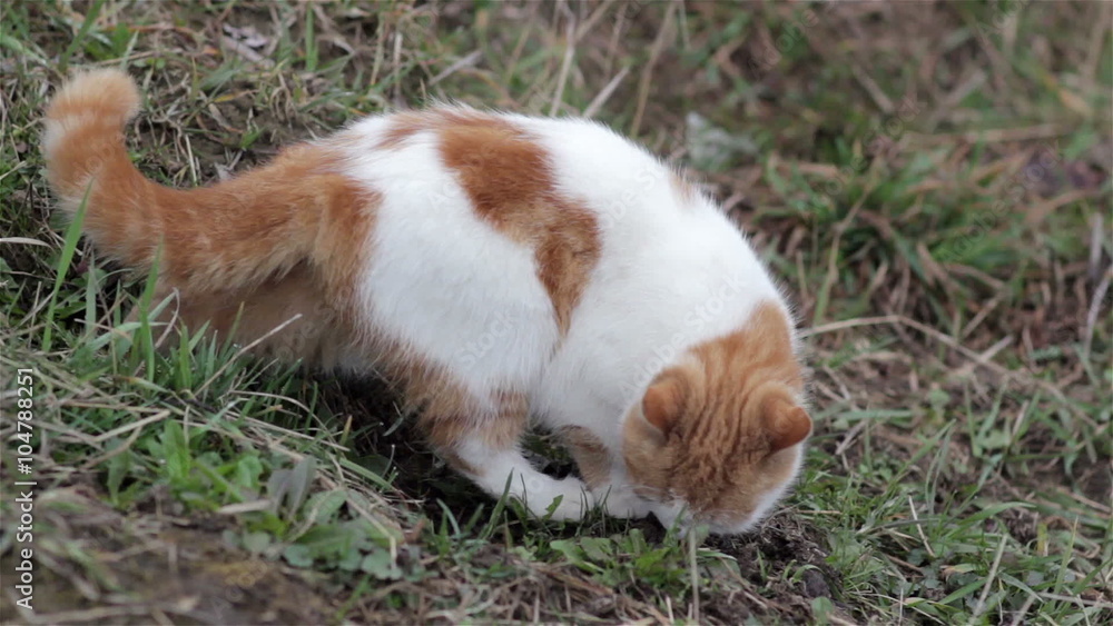 white cat sniffing/white cat with red spots sniffing the grass in the yard white cat sniffing/white cat with red spots sniffing the grass in the yard