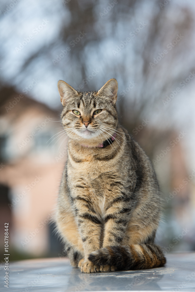 Cute striped tabby cat sits on a car roof.