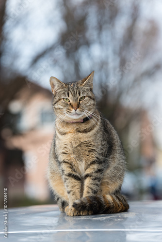Cute striped tabby cat sits on a car roof.
