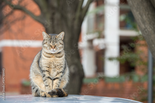 Cute striped tabby cat sits on a car roof.