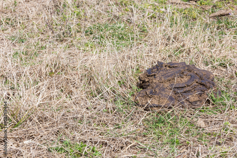 Fototapeta premium Cow manure