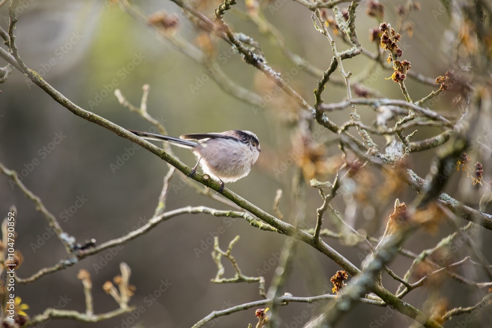 Long Tailed Tit (Aegithalos caudatus) Long Tailed Tit (Aegithalos caudatus)