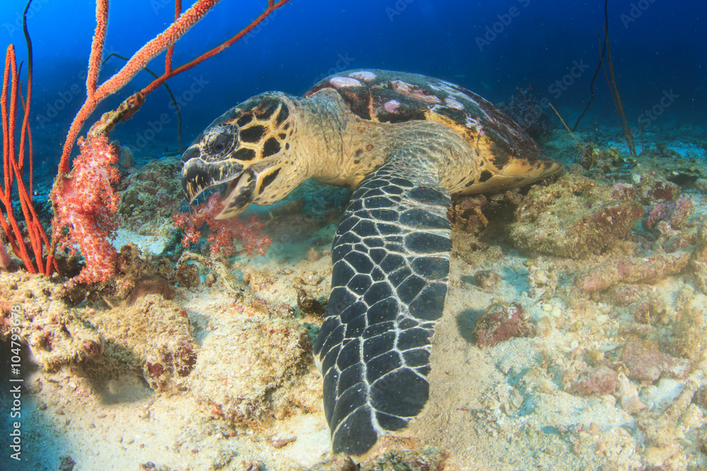 Naklejka premium Hawksbill Sea Turtle feeding on coral