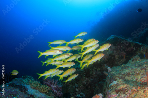 Fish school on underwater coral reef in sea ocean 