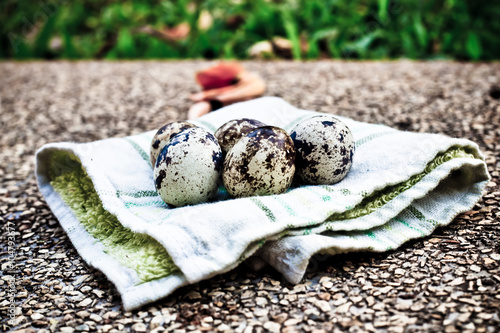 Fototapeta Naklejka Na Ścianę i Meble -  Quail egg with dark vintage tone.