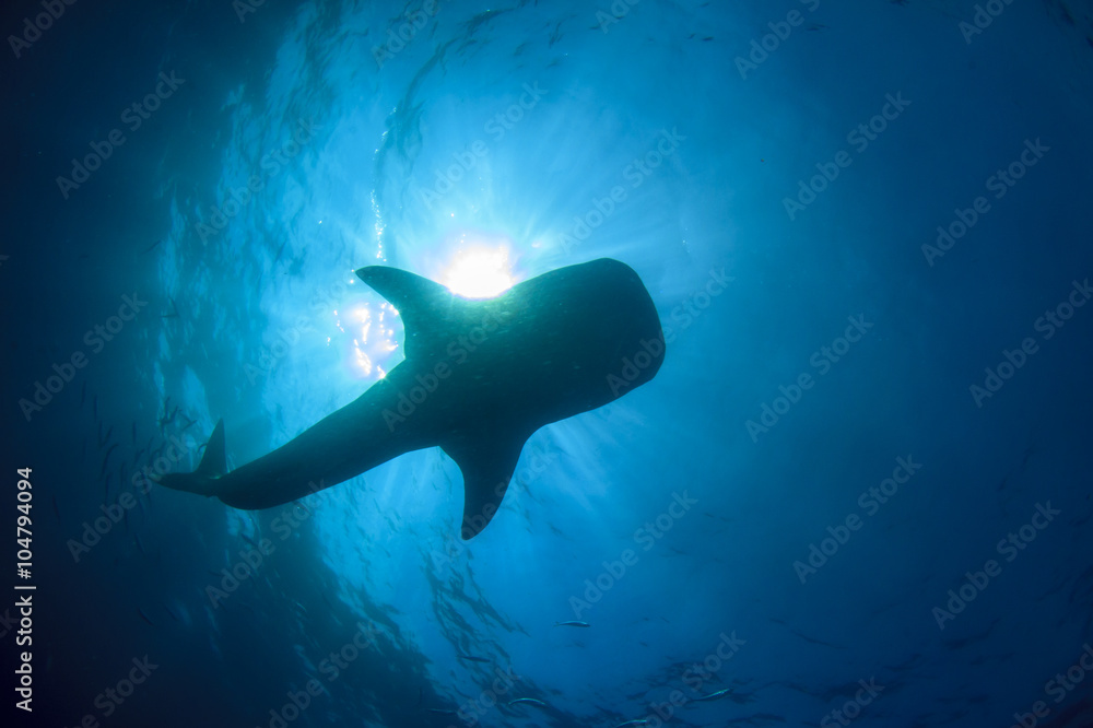 Fototapeta premium Whale Shark