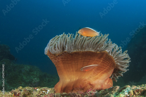 Clownfish or Anemonefish on sea anemone