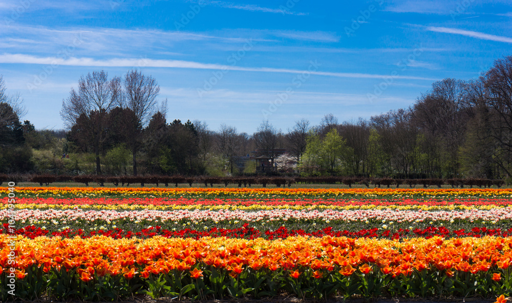 field of tulips.  colorful tulip farm.  Netherlands field. Dutch