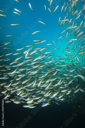 Fish school in ocean: barracudas, snappers, tunas, mackerel,sardines