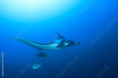 Manta Ray